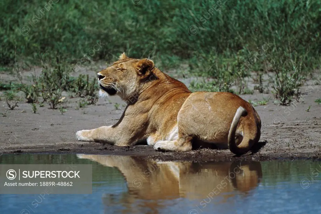 Lioness resting at edge of water