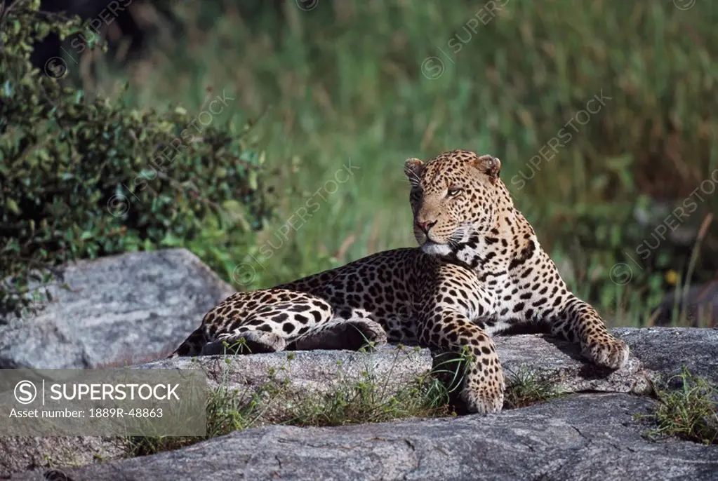 Leopard reclining on kopje, Africa