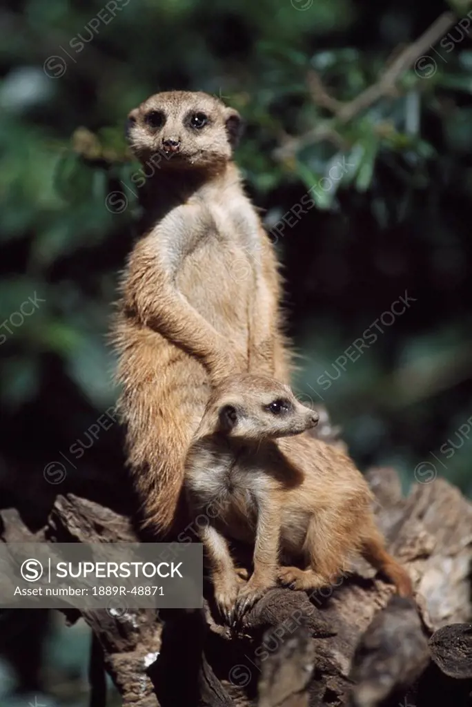 Young meerkat with adult, Africa