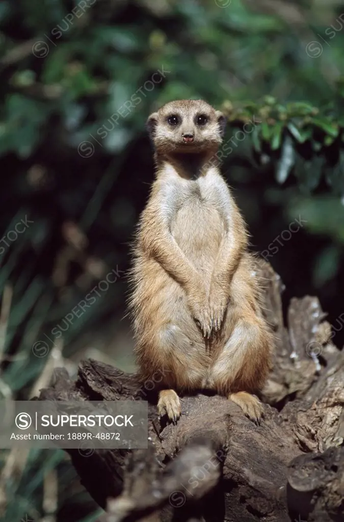 Meerkat sitting on a stump, Africa
