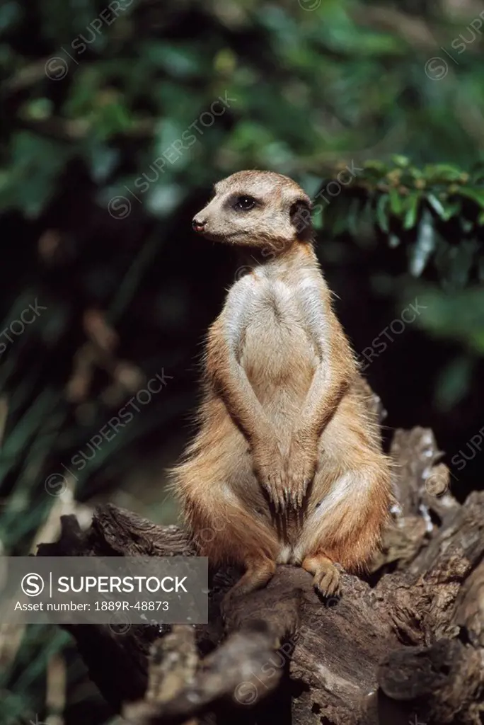 Meerkat sitting on a stump, Africa