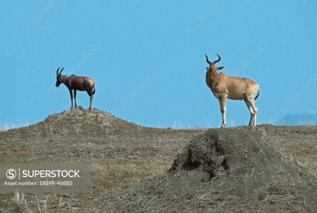 Hartebeest and topi standing on mounds, Africa