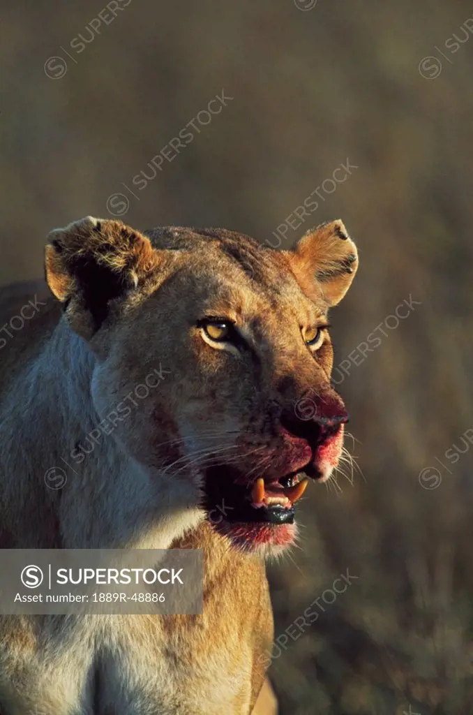 Lioness with bloody face following killing of prey, Africa