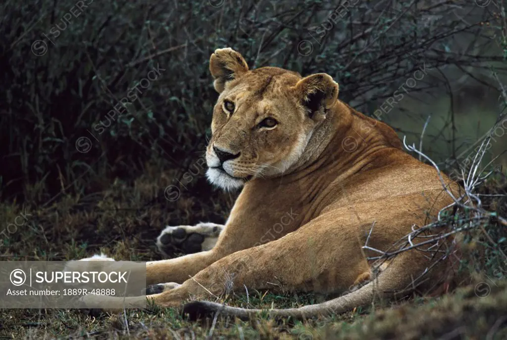 Lioness reclining, Africa