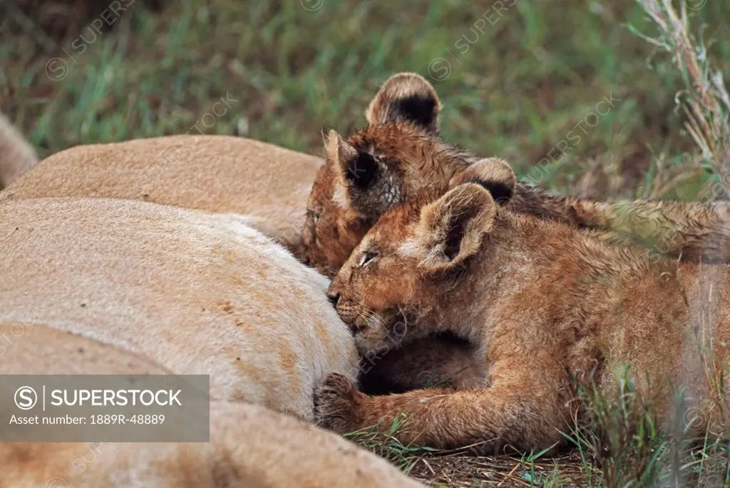 Lion cubs nursing, Africa