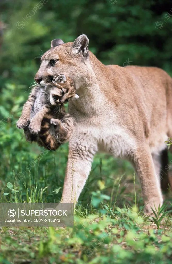 Mountain lion carrying cub by the nape of its neck