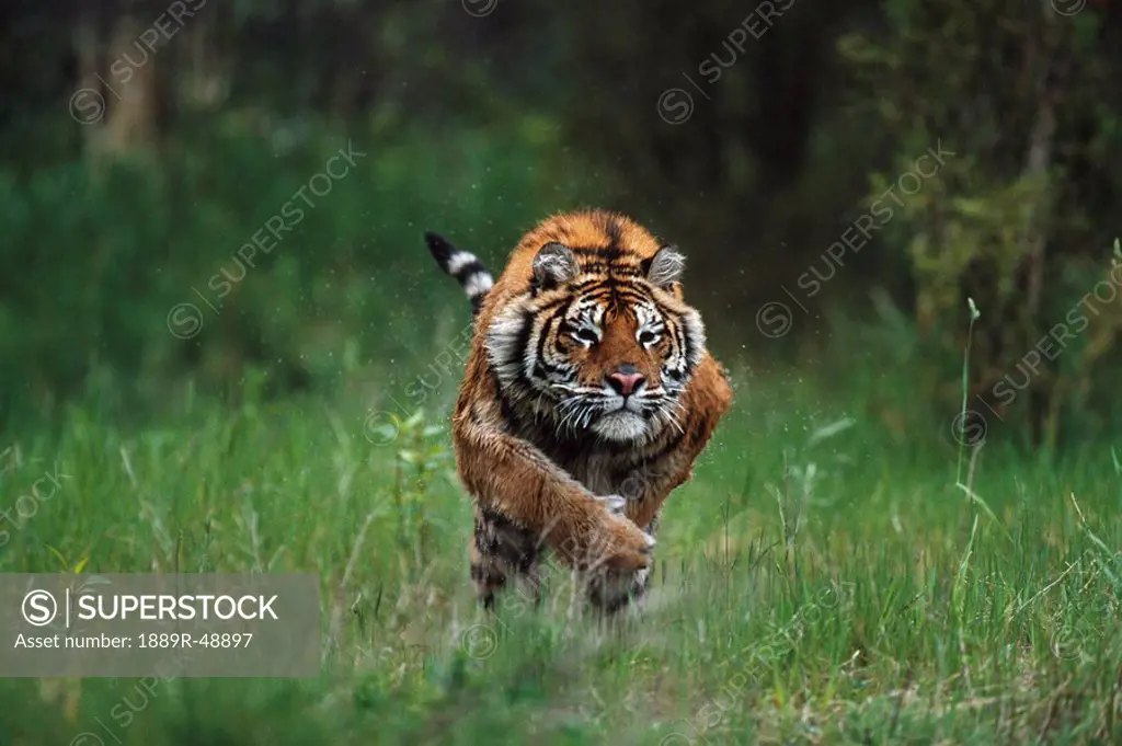 Wet Siberian tiger charging