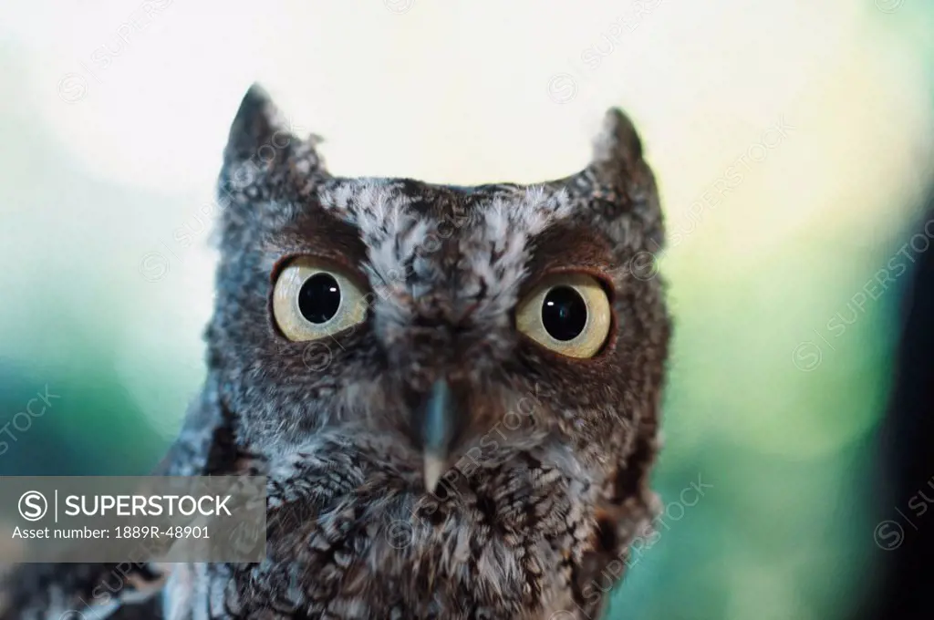 Eastern screech owl portrait showing large eyes