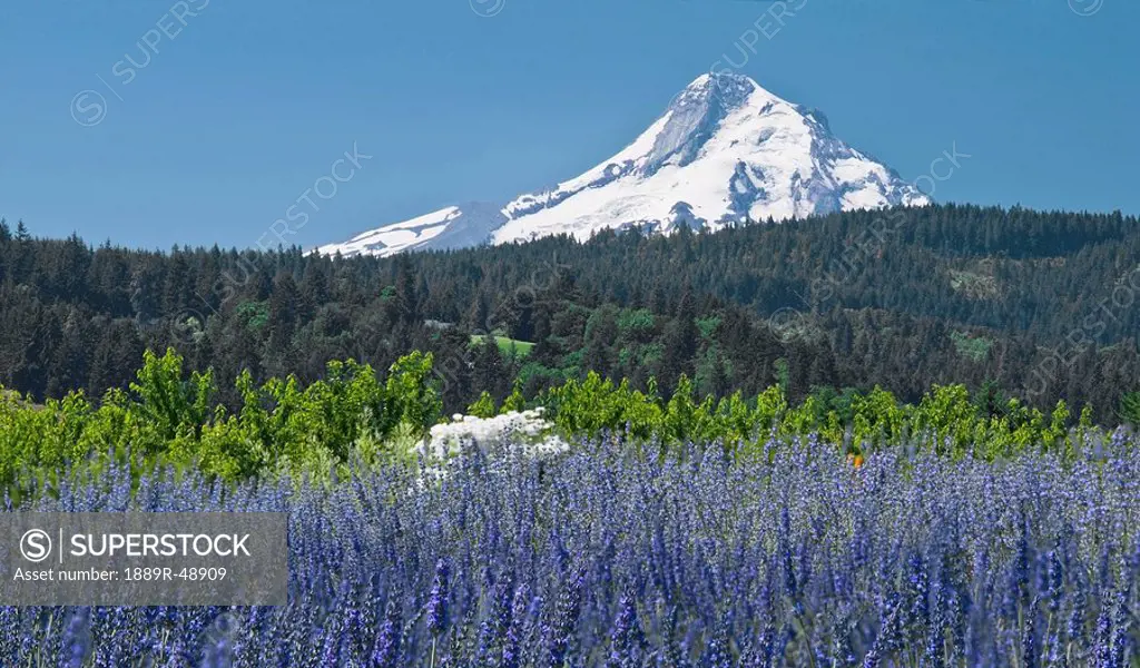 Field of lavender, Mount Hood, Oregon, USA
