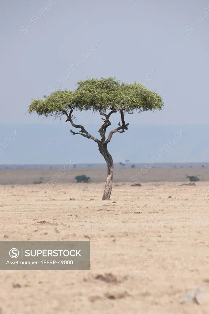 Tree on an african landscape