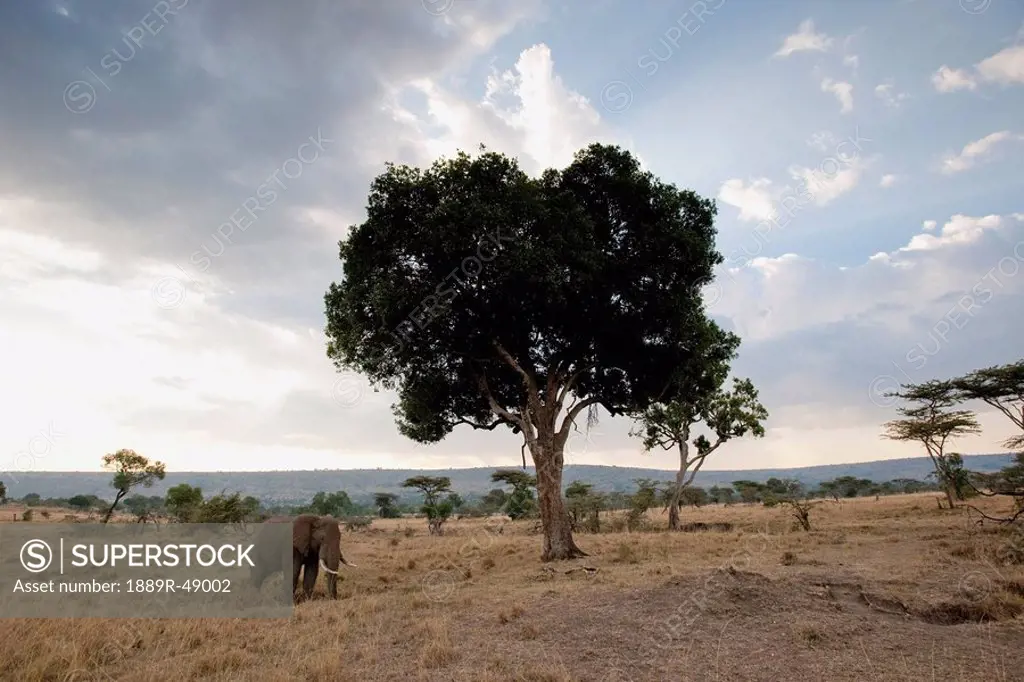 Elephant on an african landscape