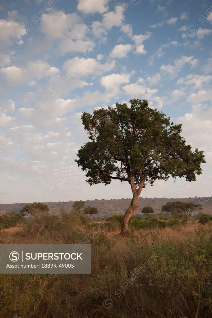 Tree on an african landscape