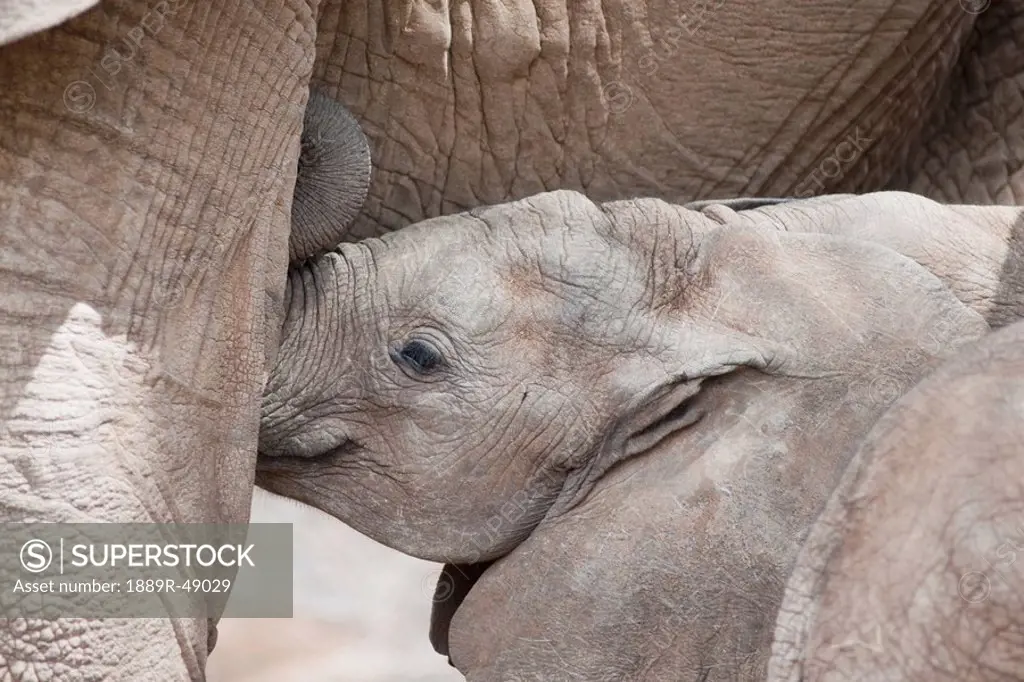 Baby elephant with mother