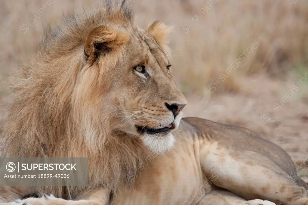 Lion, Kenya, Africa
