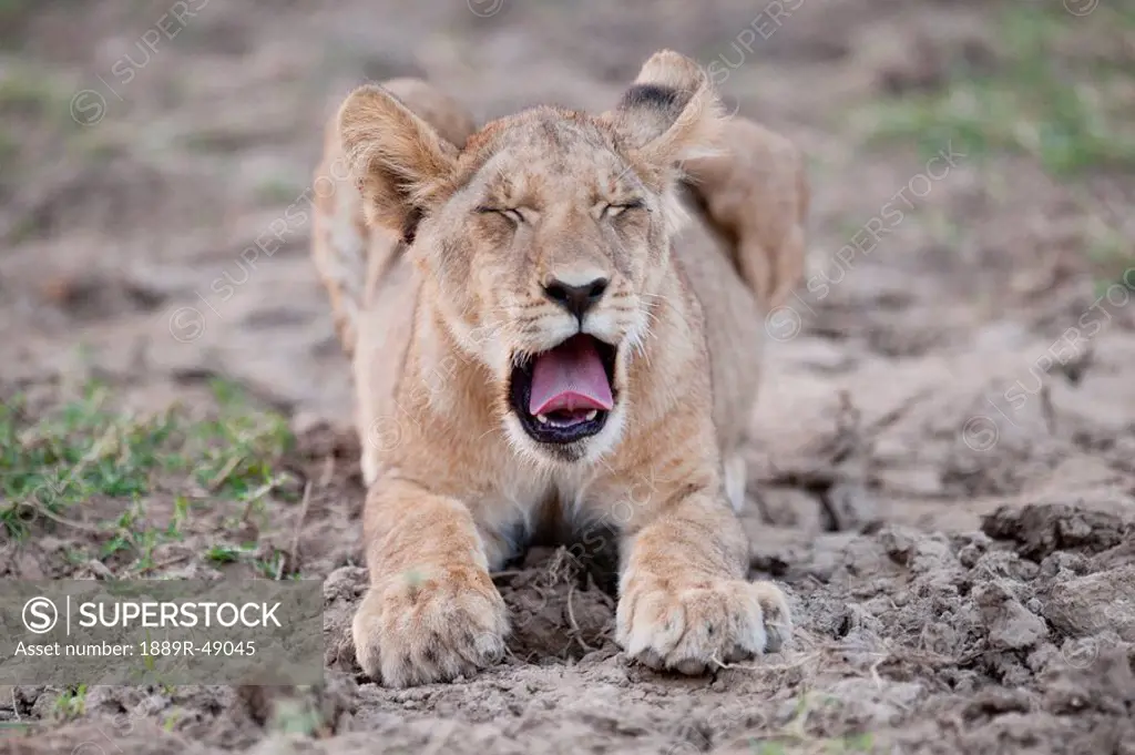 Lion cub, Kenya, Africa