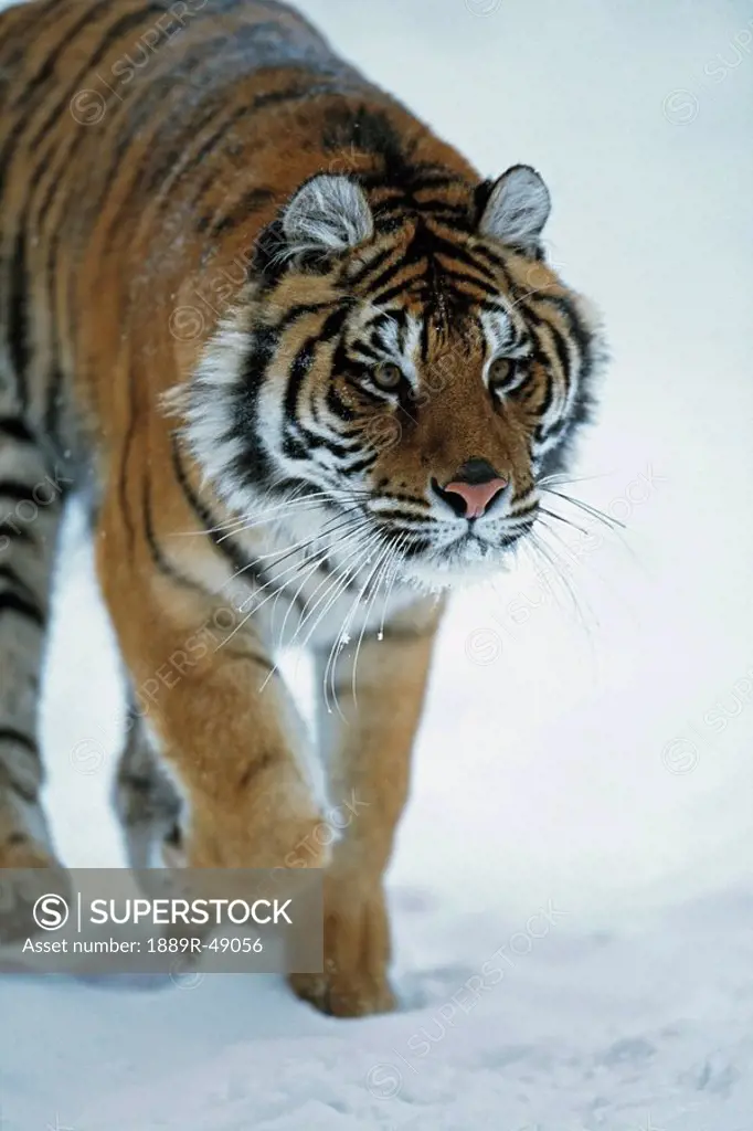 Siberian tiger Panthera tigris altaica in the snow