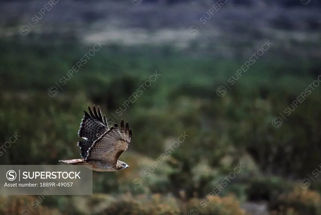 Red_tailed hawk Buteo jamaicensis flies over high desert