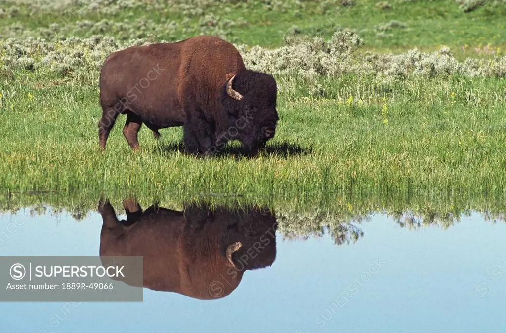 Bison Bison bison on grassy meadow with reflection in pool