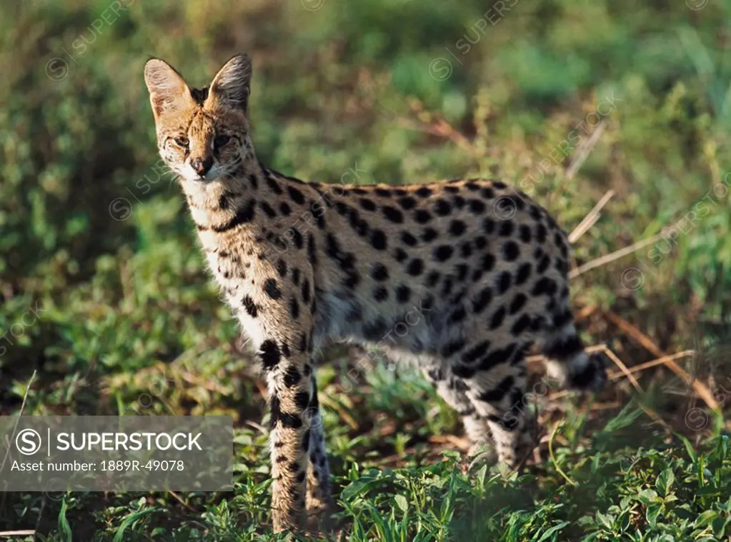 Alert serval, Africa