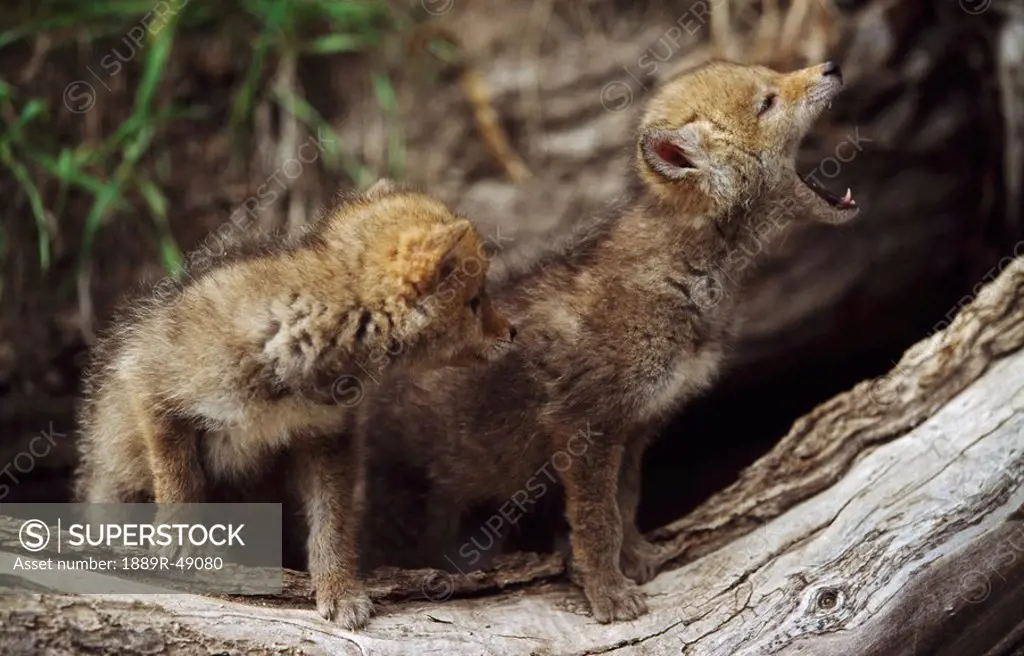 Pair of young coyote pups howling
