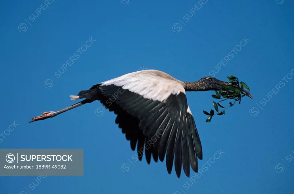 Wood stork flying to nest carrying greenery