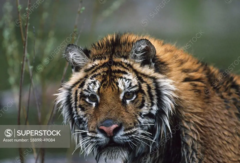 Portrait of wet Siberian tiger