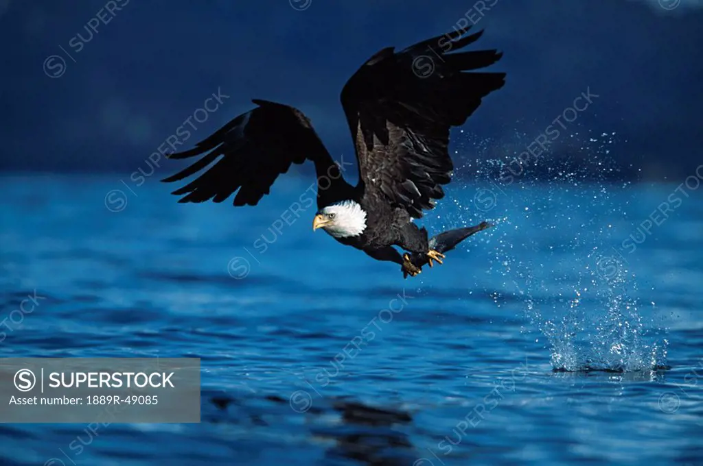 Bald eagle in flight with just captured fish in talons