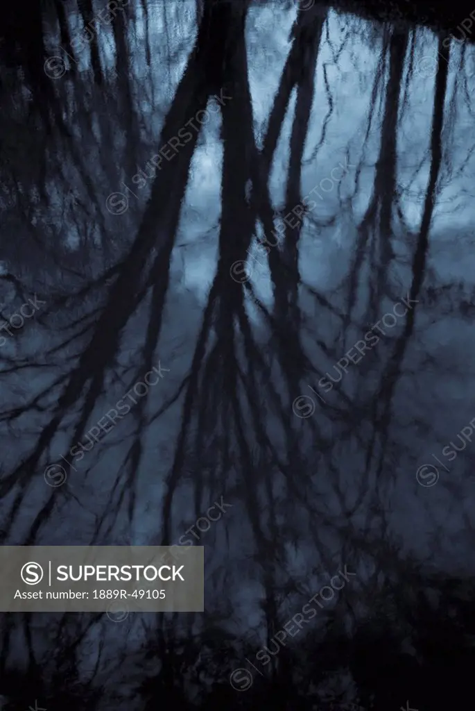 Reflection of tree silhouettes in water
