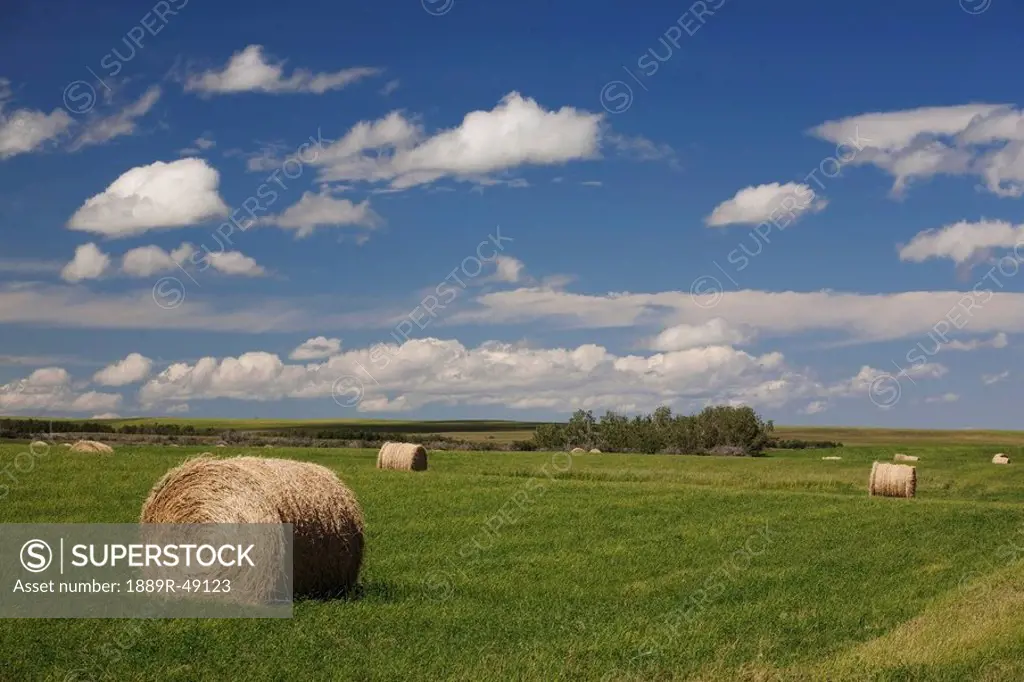 Hay bales in field, Alberta, Canada