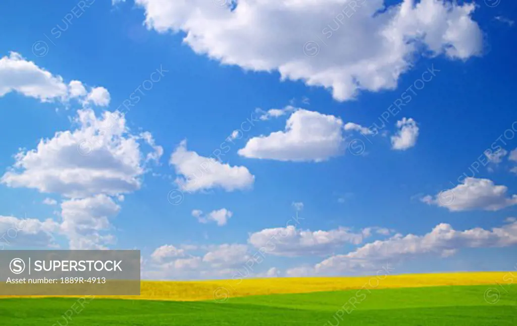 Scenic view of meadow and canola crop