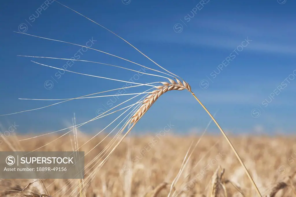 Close_up of ripe barley, Alberta, Canada