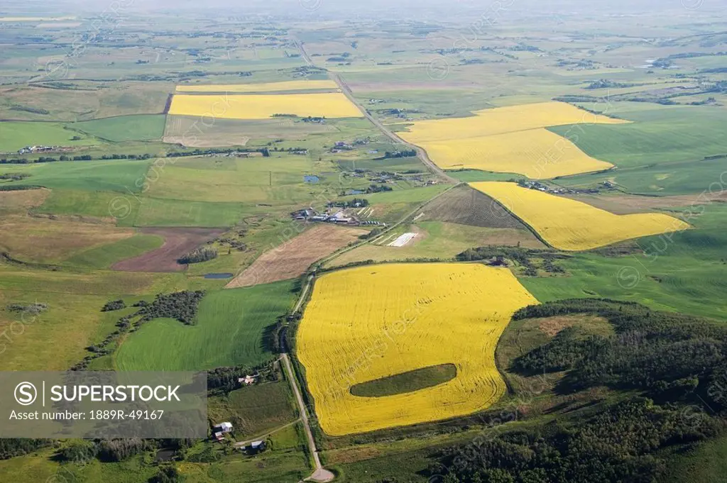 Aerial of flowering canola fields, Alberta, Canada