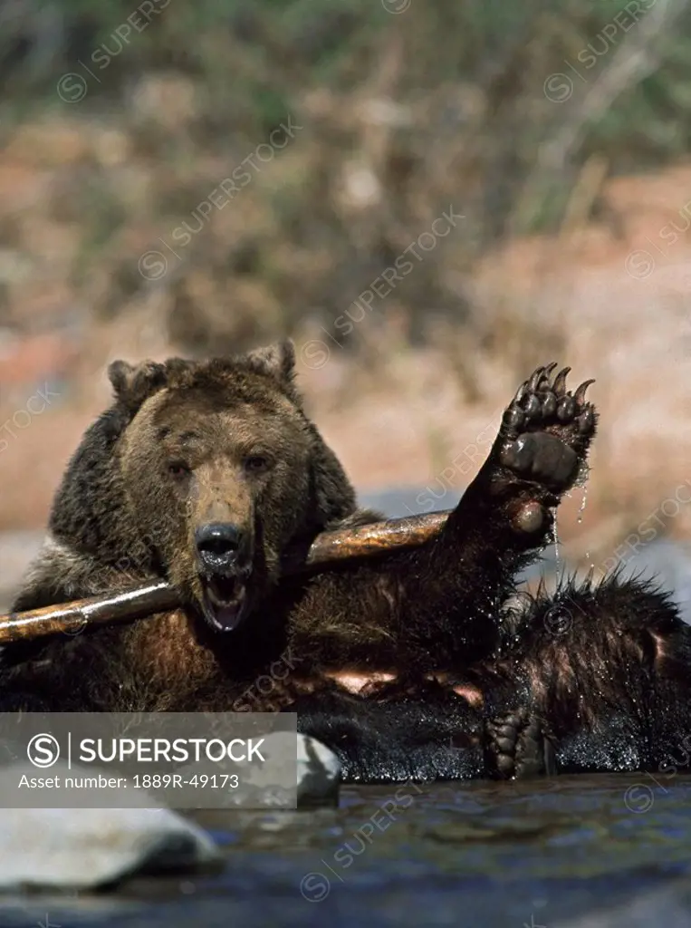 a bear playing with a branch in the water
