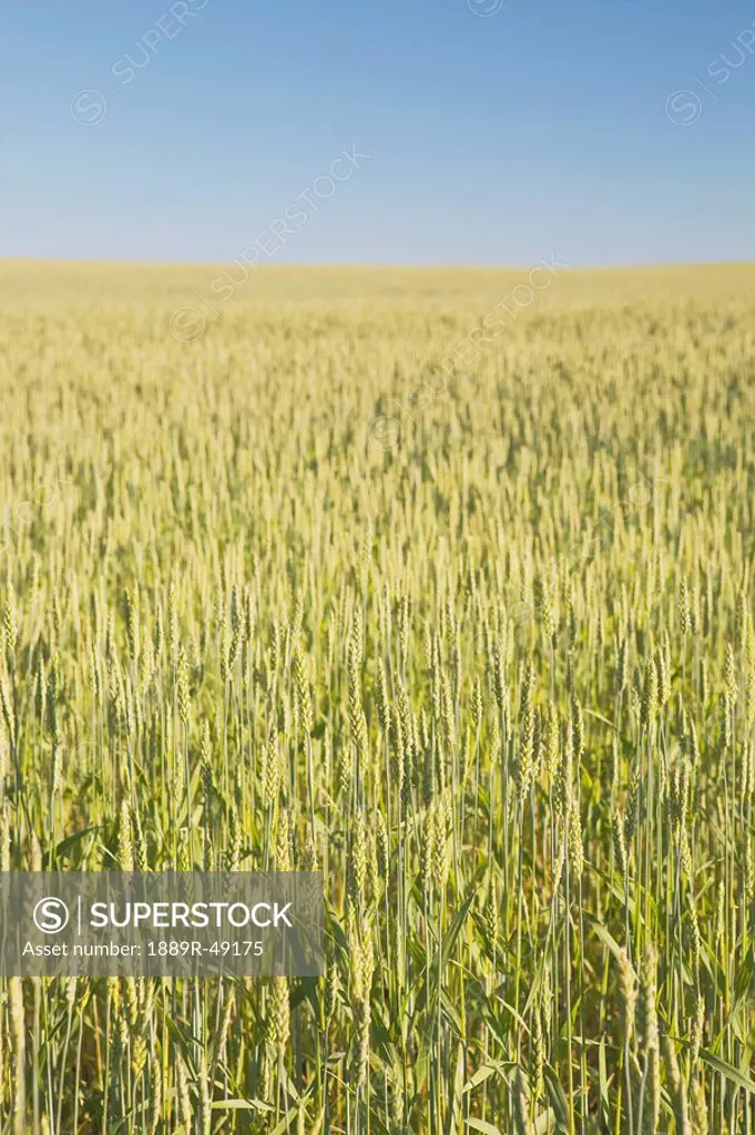 Green wheat field, Alberta, Canada