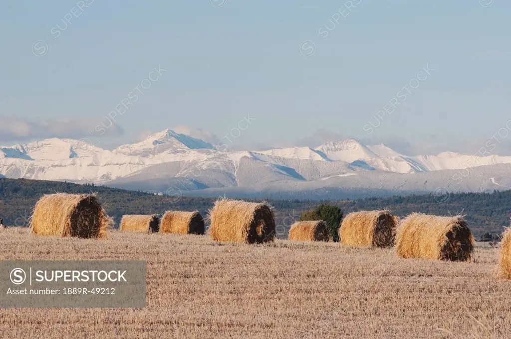 Frosted hay bales in cut field, Alberta, Canada