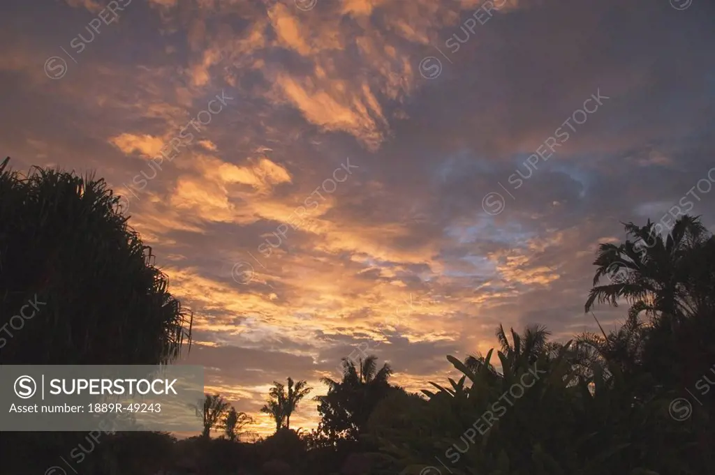 palm trees at sunset, republic of costa rica