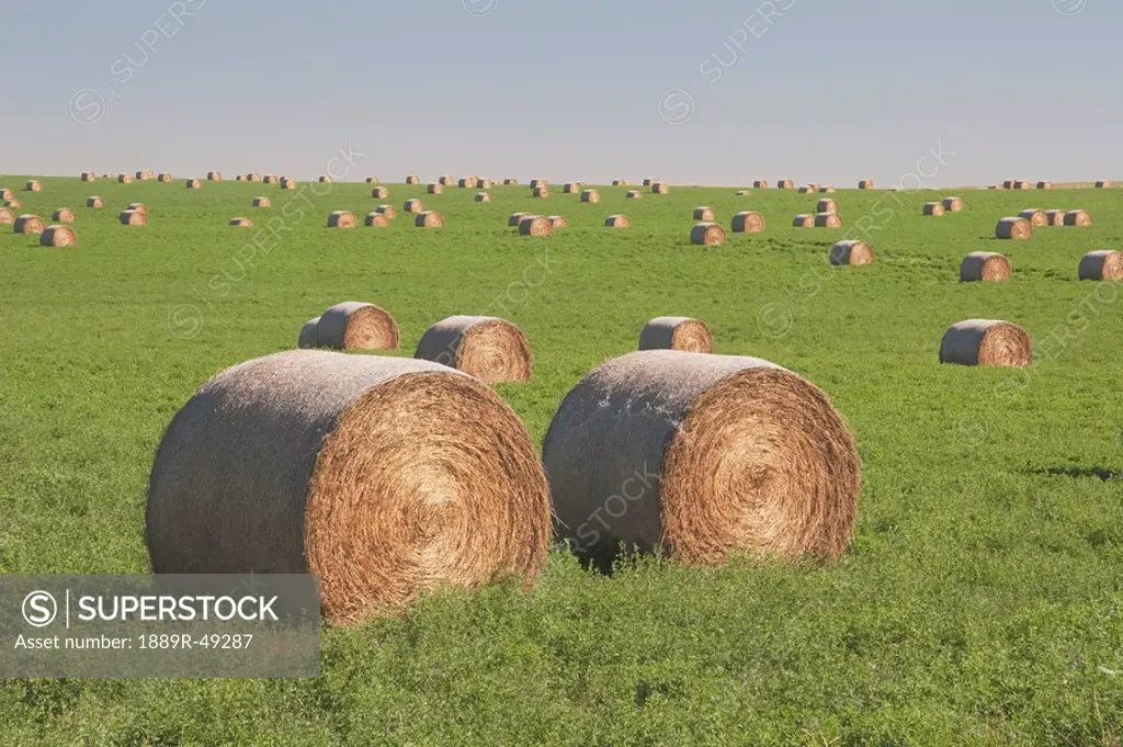 Hay bales in a green alfalfa field