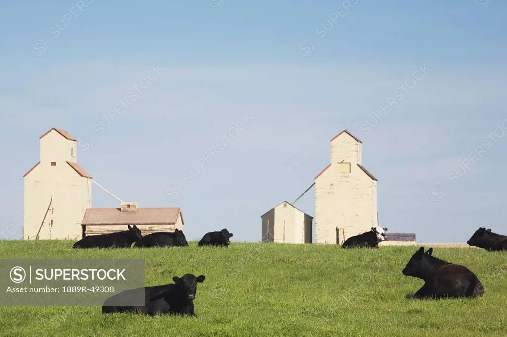 Moseleigh, Alberta, Canada, Cattle in a field with grain elevators