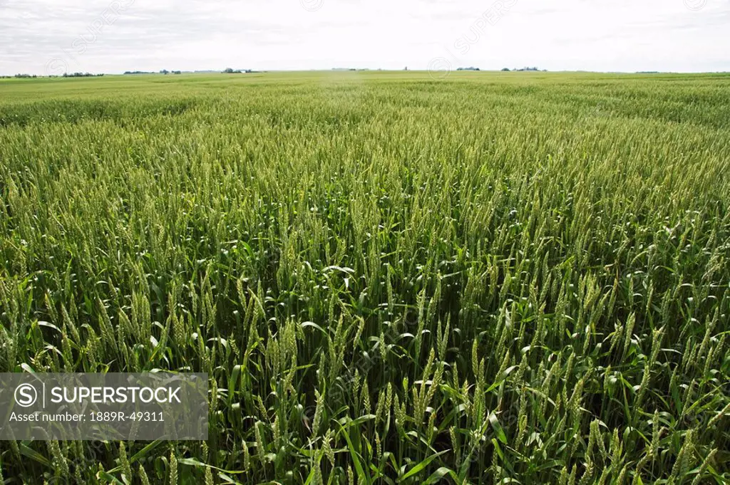 green wheat field, east of calgary, alberta, canada