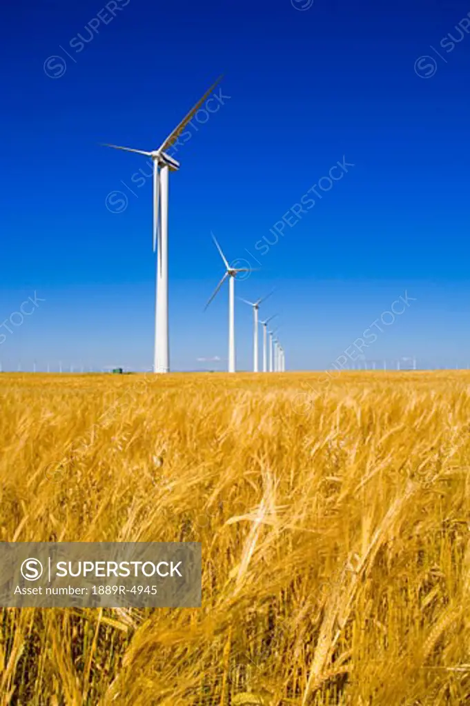 A row of windmills
