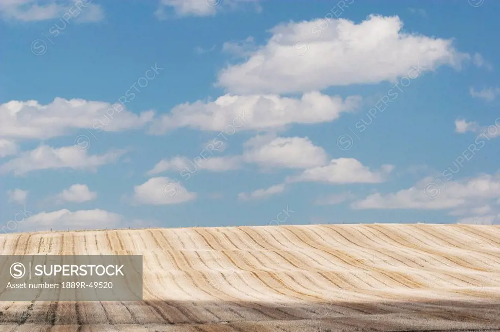 alberta, canada, cut brown field with clouds in the sky