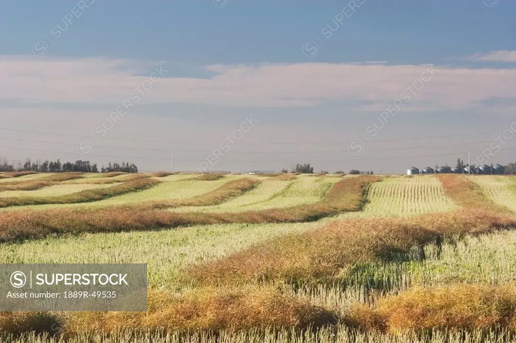 Canola drying on a field