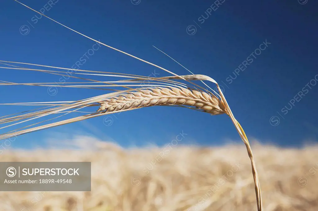 alberta, canada, ripe barley