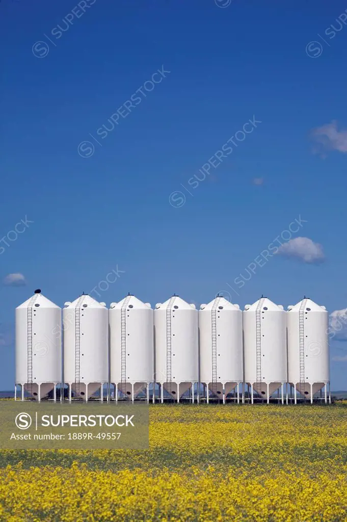 Grain bins in a canola field