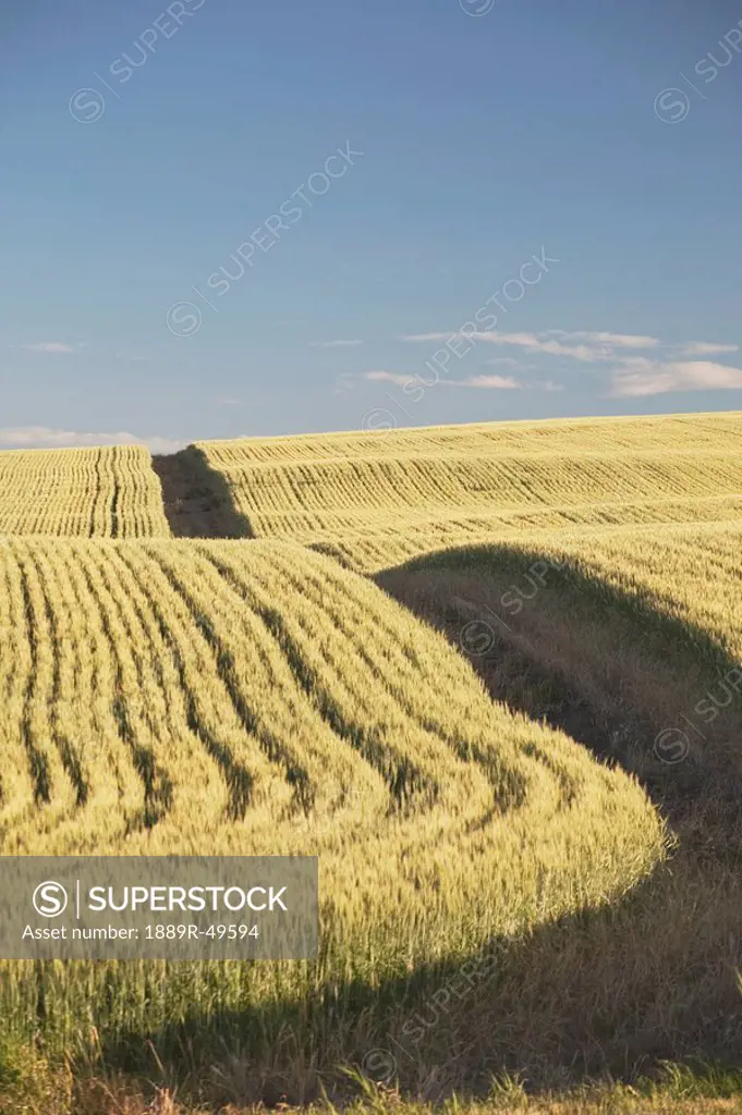 Rows of wheat in a field