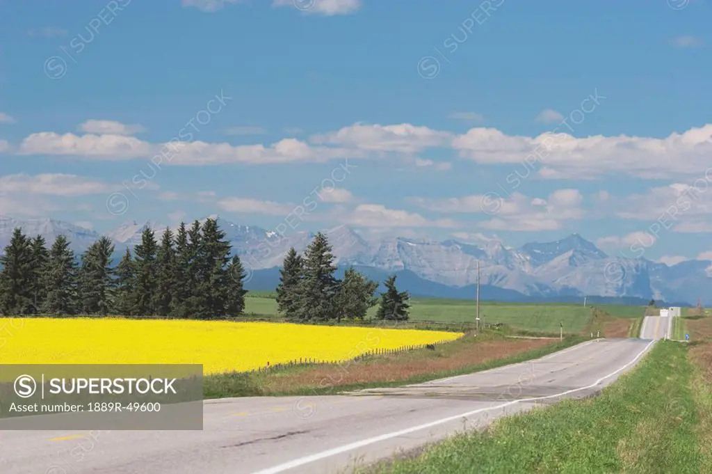 Highway road with canola field