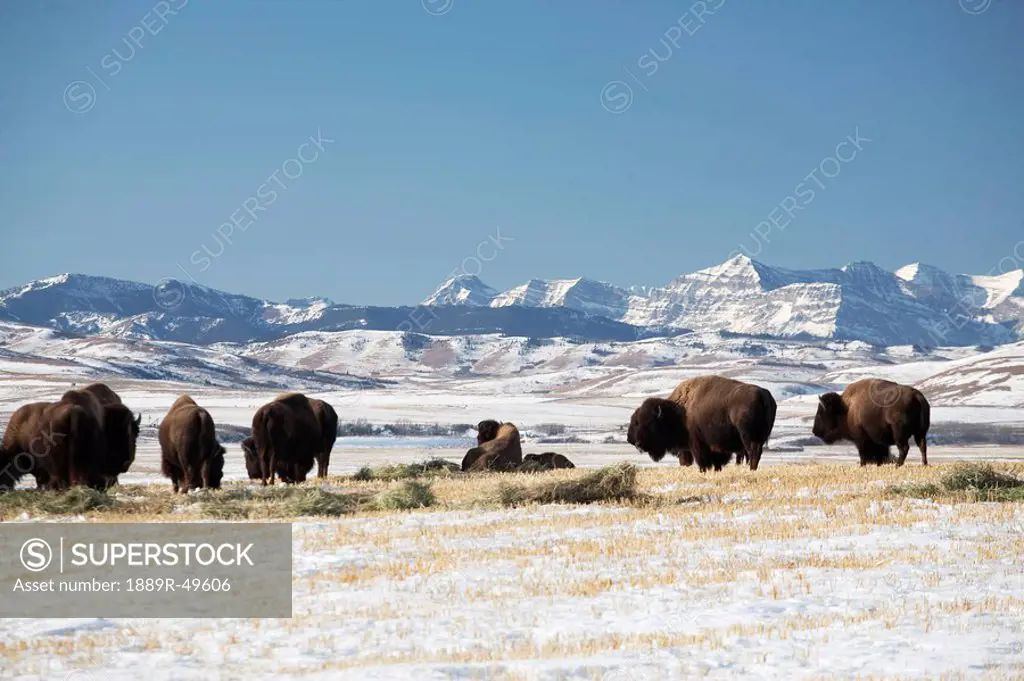 american bison bison bison, west of high river, alberta, canada