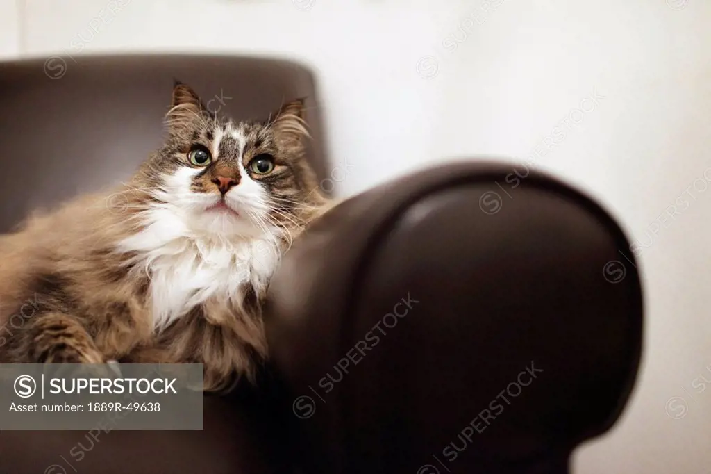 Portrait of cat relaxing in chair