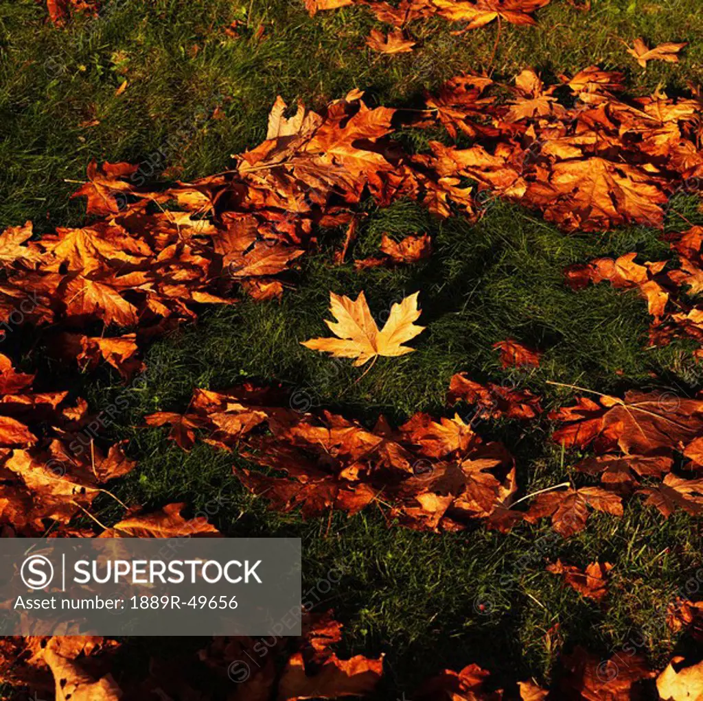Autumn leaves on ground, Stanley Park, Vancouver, British Columbia, Canada