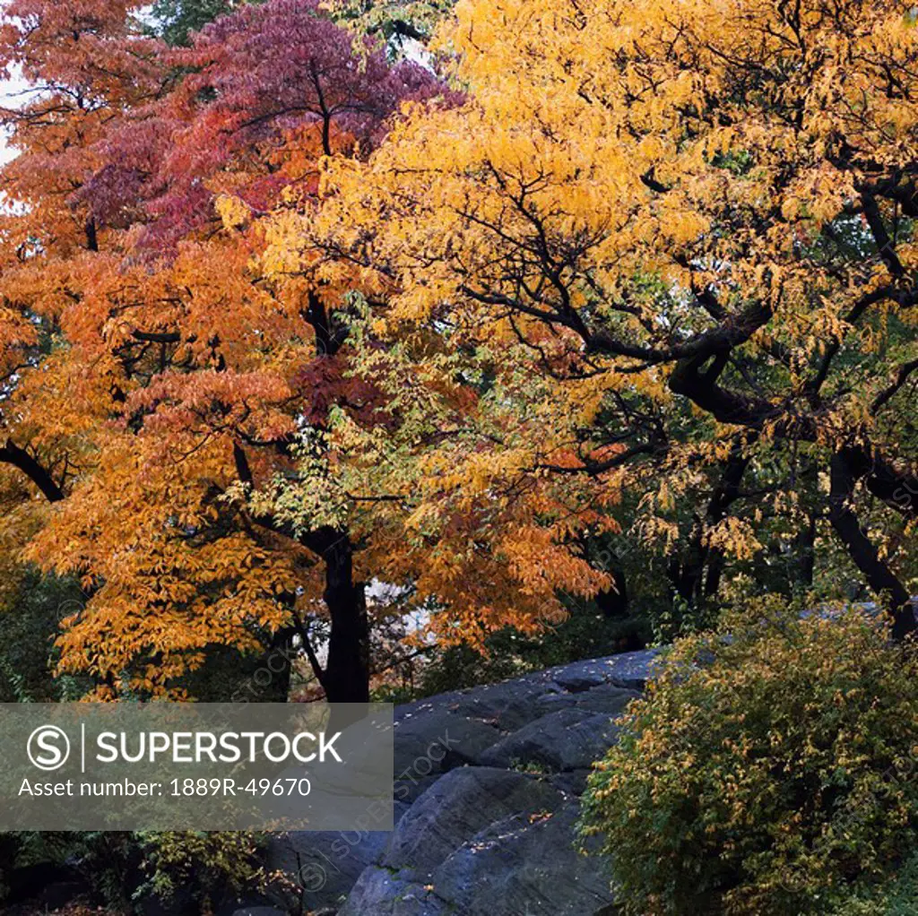 Trees in autumn, Central Park, New York City, New York, United States of America